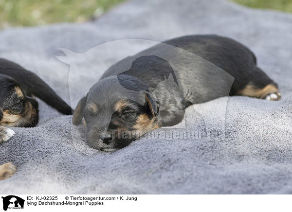 liegende Dackel-Mischling Welpen / lying Dachshund-Mongrel Puppies / KJ-02325