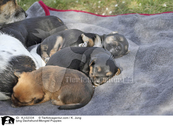 liegende Dackel-Mischling Welpen / lying Dachshund-Mongrel Puppies / KJ-02334