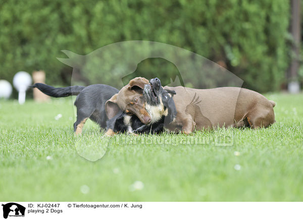 spielende 2 Hunde / playing 2 Dogs / KJ-02447