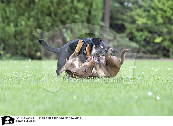 spielende 2 Hunde / playing 2 Dogs / KJ-02475