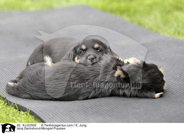 liegende Dackel-Mischling Welpen / lying Dachshund-Mongrel Puppies / KJ-02500