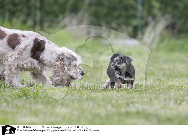 Dachshund-Mongrel Puppies and English Cocker Spaniel / KJ-02505