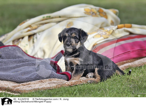 sitzender Dackel-Mischling Welpe / sitting Dachshund-Mongrel Puppy / KJ-02516