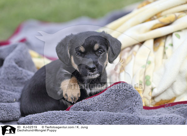 Dackel-Mischling Welpe / Dachshund-Mongrel Puppy / KJ-02519