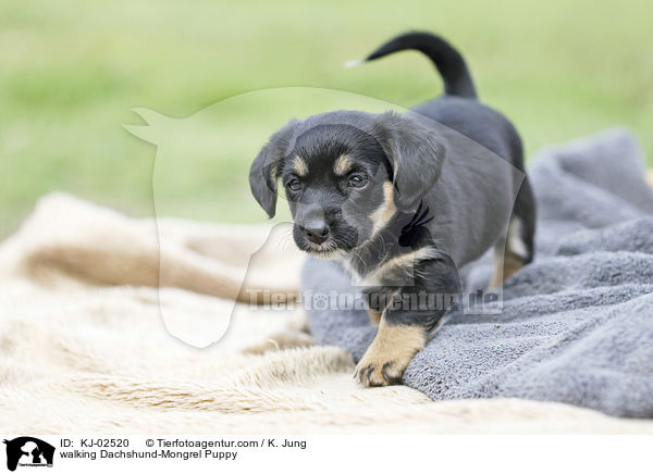 laufender Dackel-Mischling Welpe / walking Dachshund-Mongrel Puppy / KJ-02520