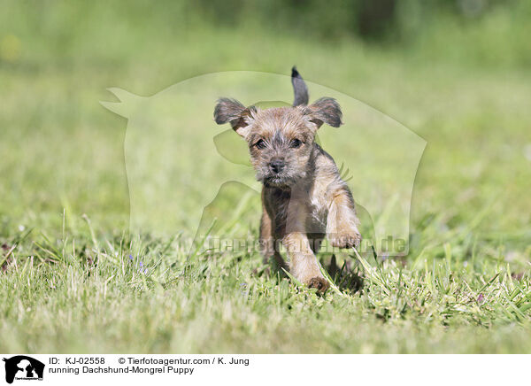 running Dachshund-Mongrel Puppy / KJ-02558