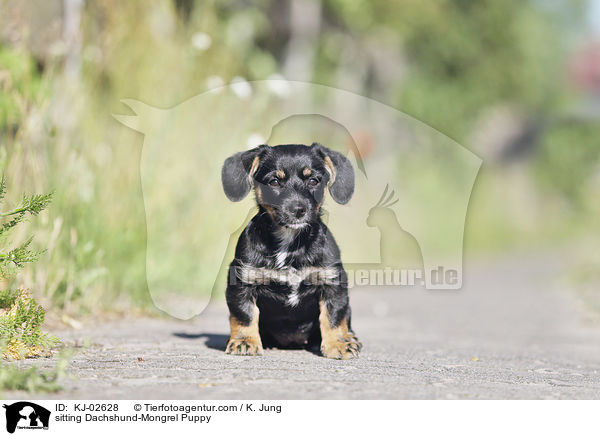 sitzender Dackel-Mischling Welpe / sitting Dachshund-Mongrel Puppy / KJ-02628