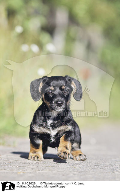 laufender Dackel-Mischling Welpe / walking Dachshund-Mongrel Puppy / KJ-02629