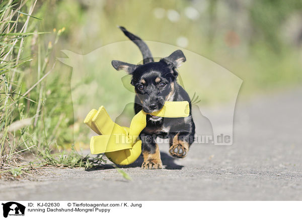 rennender Dackel-Mischling Welpe / running Dachshund-Mongrel Puppy / KJ-02630