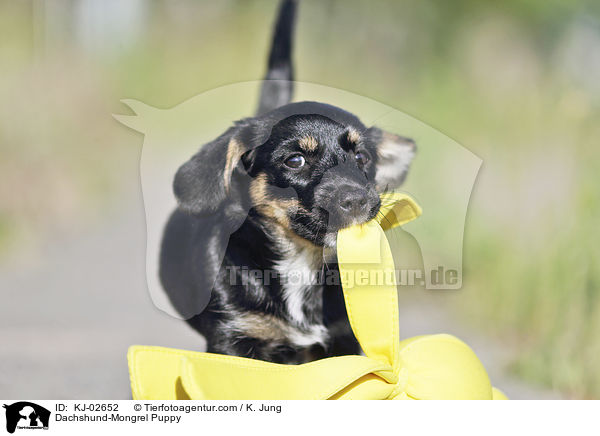 Dackel-Mischling Welpe / Dachshund-Mongrel Puppy / KJ-02652