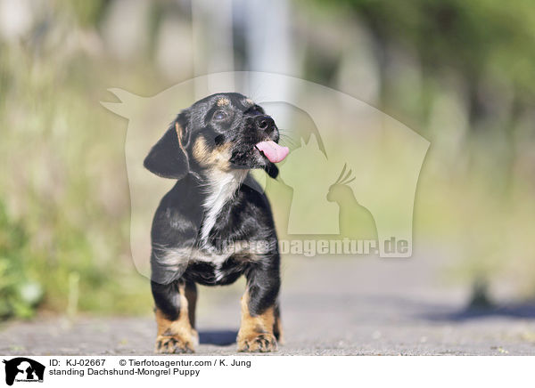 stehender Dackel-Mischling Welpe / standing Dachshund-Mongrel Puppy / KJ-02667