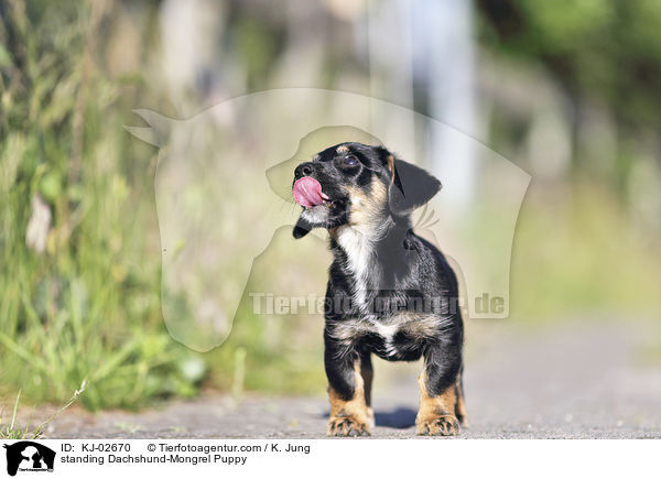 stehender Dackel-Mischling Welpe / standing Dachshund-Mongrel Puppy / KJ-02670