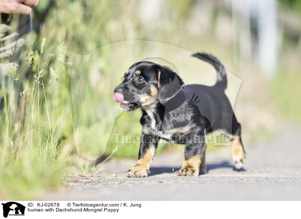 Mensch mit Dackel-Mischling Welpe / human with Dachshund-Mongrel Puppy / KJ-02678