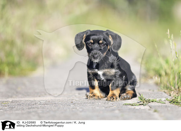 sitzender Dackel-Mischling Welpe / sitting Dachshund-Mongrel Puppy / KJ-02680