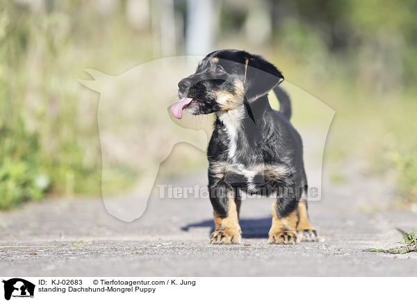stehender Dackel-Mischling Welpe / standing Dachshund-Mongrel Puppy / KJ-02683