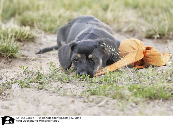 liegender Dackel-Mischling Welpe / lying Dachshund-Mongrel Puppy / KJ-02687