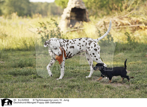 Dackel-Mischling Welpe mit Dalmatiner / Dachshund-Mongrel Puppy with Dalmatian / KJ-02694