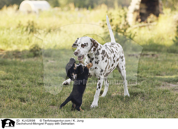 Dackel-Mischling Welpe mit Dalmatiner / Dachshund-Mongrel Puppy with Dalmatian / KJ-02698