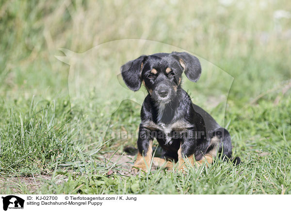 sitzender Dackel-Mischling Welpe / sitting Dachshund-Mongrel Puppy / KJ-02700