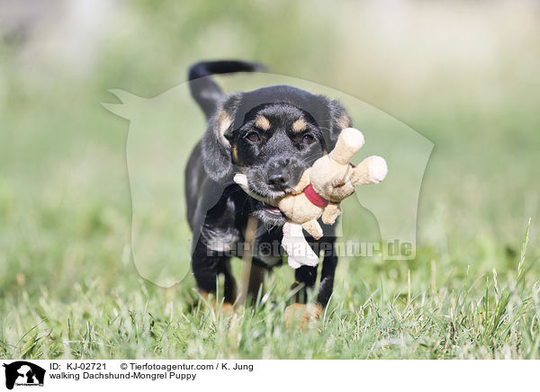 laufender Dackel-Mischling Welpe / walking Dachshund-Mongrel Puppy / KJ-02721