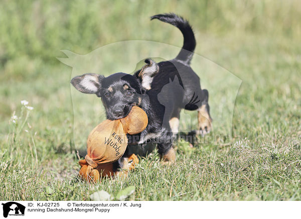 rennender Dackel-Mischling Welpe / running Dachshund-Mongrel Puppy / KJ-02725