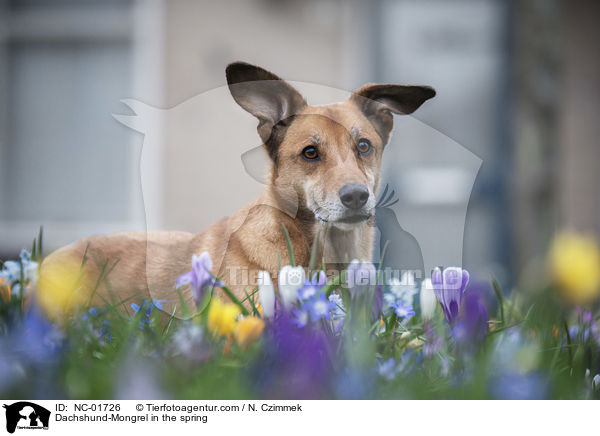 Dackel-Mischling im Frhling / Dachshund-Mongrel in the spring / NC-01726