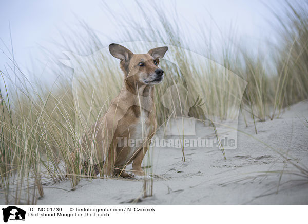 Dackel-Mischling am Strand / Dachshund-Mongrel on the beach / NC-01730