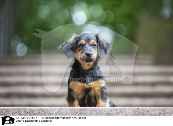 junger Dackel-Mischling / young Dachshund-Mongrel / MAH-01537