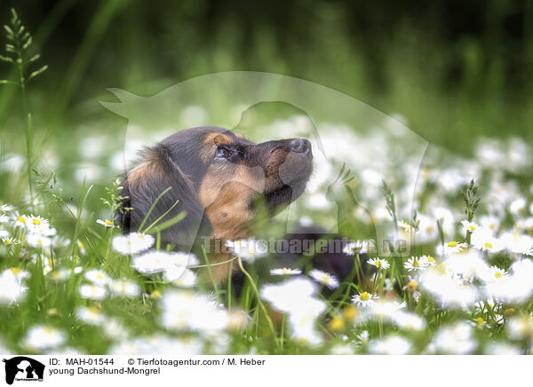 junger Dackel-Mischling / young Dachshund-Mongrel / MAH-01544