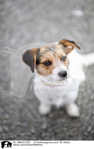 sitzender Jack-Russell-Malteser / sitting Jack-Russell-Maltese / MAH-01720