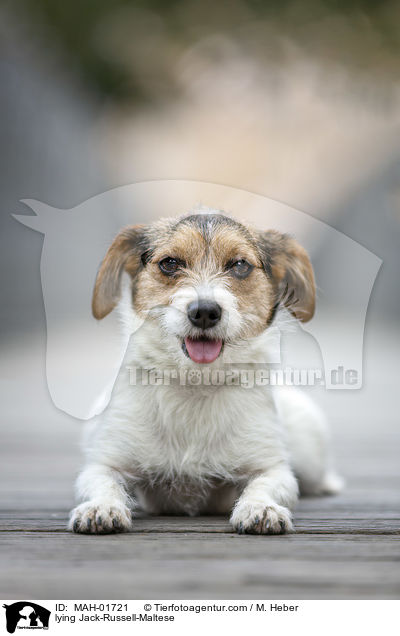 liegender Jack-Russell-Malteser / lying Jack-Russell-Maltese / MAH-01721