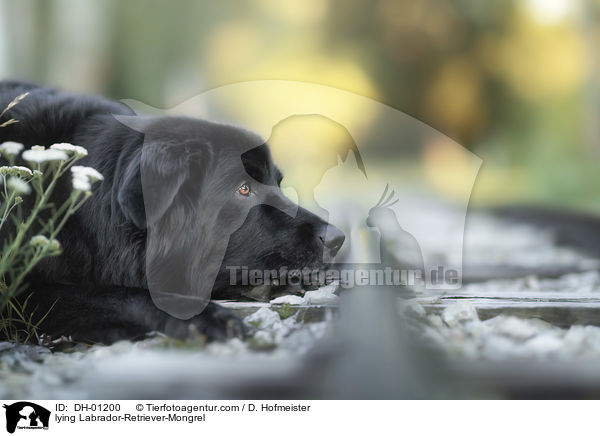 liegender Labrador-Retriever-Mischling / lying Labrador-Retriever-Mongrel / DH-01200