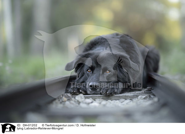 liegender Labrador-Retriever-Mischling / lying Labrador-Retriever-Mongrel / DH-01202