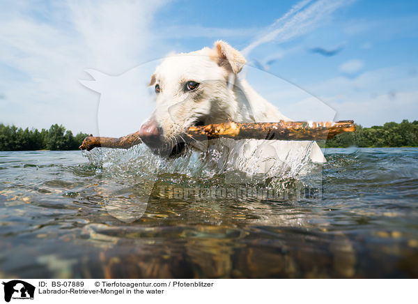 Labrador-Retriever-Mischling im Wasser / Labrador-Retriever-Mongel in the water / BS-07889