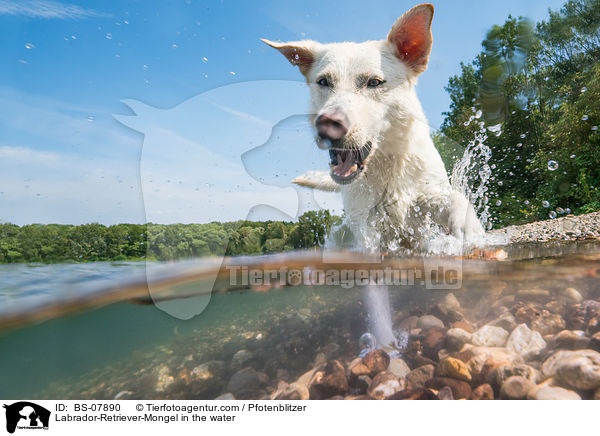 Labrador-Retriever-Mischling im Wasser / Labrador-Retriever-Mongel in the water / BS-07890