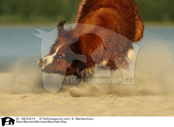 Berner-Sennenhund-Bernhardiner / Saint-Bernard-Bernese-Mountain-Dog / KB-02214