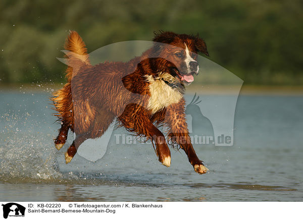 Berner-Sennenhund-Bernhardiner / Saint-Bernard-Bernese-Mountain-Dog / KB-02220