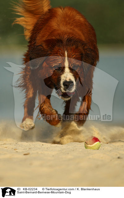 Berner-Sennenhund-Bernhardiner / Saint-Bernard-Bernese-Mountain-Dog / KB-02234