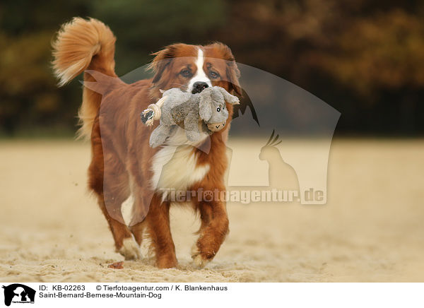 Berner-Sennenhund-Bernhardiner / Saint-Bernard-Bernese-Mountain-Dog / KB-02263