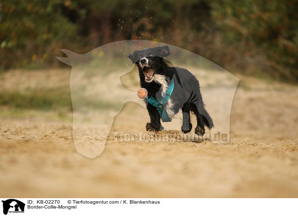 Border-Collie-Mischlingn / Border-Collie-Mongrel / KB-02270