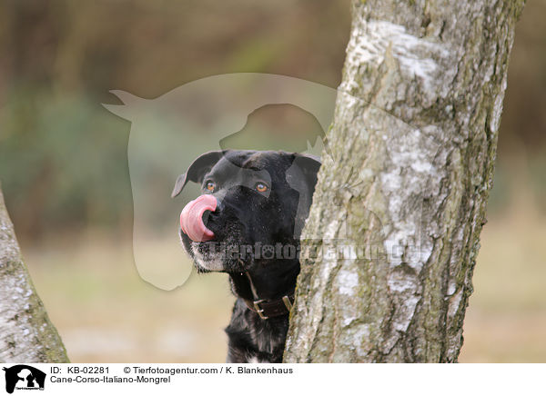 Cane-Corso-Italiano-Mischling / Cane-Corso-Italiano-Mongrel / KB-02281