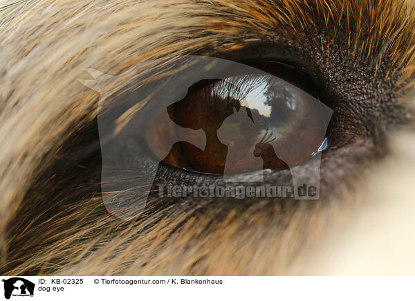 Hundeauge / dog eye / KB-02325