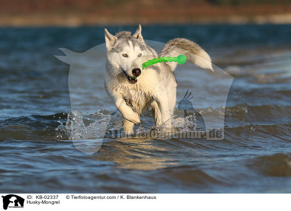 Husky-Mischling / Husky-Mongrel / KB-02337