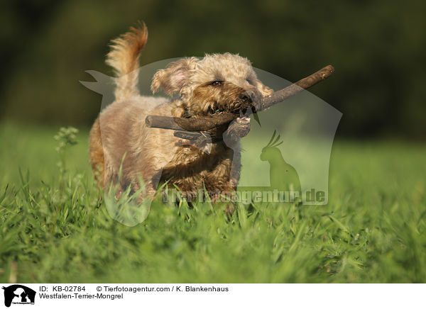 Westfalenterrier-Mischling / Westfalen-Terrier-Mongrel / KB-02784