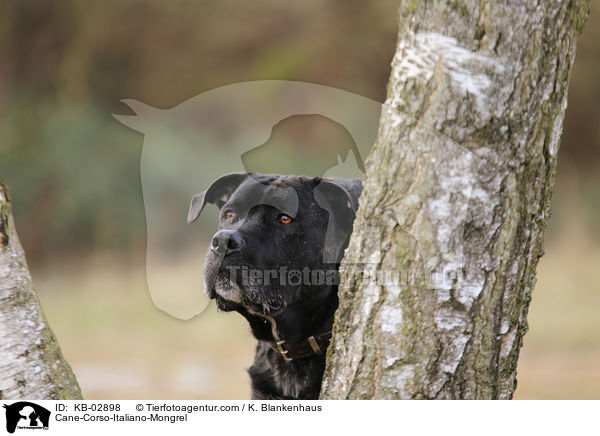 Cane-Corso-Italiano-Mischling / Cane-Corso-Italiano-Mongrel / KB-02898