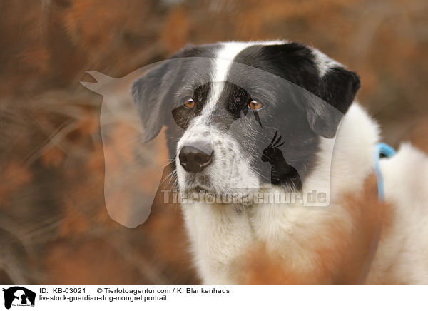 Herdenschutzhund-Mischling Portrait / livestock-guardian-dog-mongrel portrait / KB-03021