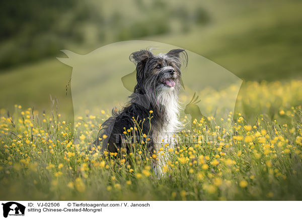 sitzender Chinesischer-Schopfhund-Mischling / sitting Chinese-Crested-Mongrel / VJ-02506