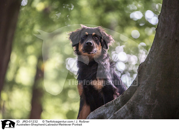Australien-Shepherd-Labrador-Retriever Portrait / Australien-Shepherd-Labrador-Retriever Portrait / JRO-01232