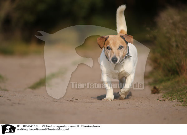 laufender Jack-Russell-Terrier-Mischling / walking Jack-Russell-Terrier-Mongrel / KB-04110