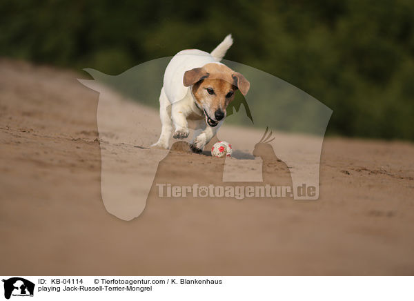 spielender Jack-Russell-Terrier-Mischling / playing Jack-Russell-Terrier-Mongrel / KB-04114